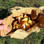 A bag of butter boletes is seen in this July 2020 photo. (Photo by Victoria Petersen/Peninsula Clarion)
A bag of butter boletes is seen in this July 2020 photo. (Photo by Victoria Petersen/Peninsula Clarion)