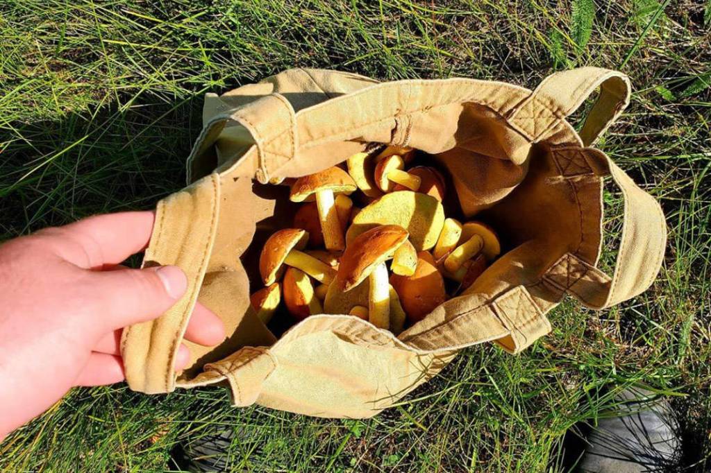 A bag of butter boletes is seen in this July 2020 photo. (Photo by Victoria Petersen/Peninsula Clarion)
A bag of butter boletes is seen in this July 2020 photo. (Photo by Victoria Petersen/Peninsula Clarion)