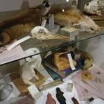 One of the exhibits in Entangled: Exploring Natural History Collections from Kachemak Bay, as seen on July 13, 2020, at the Pratt Museum in Homer, Alaska. (Photo by Michael Armstrong/Homer News)