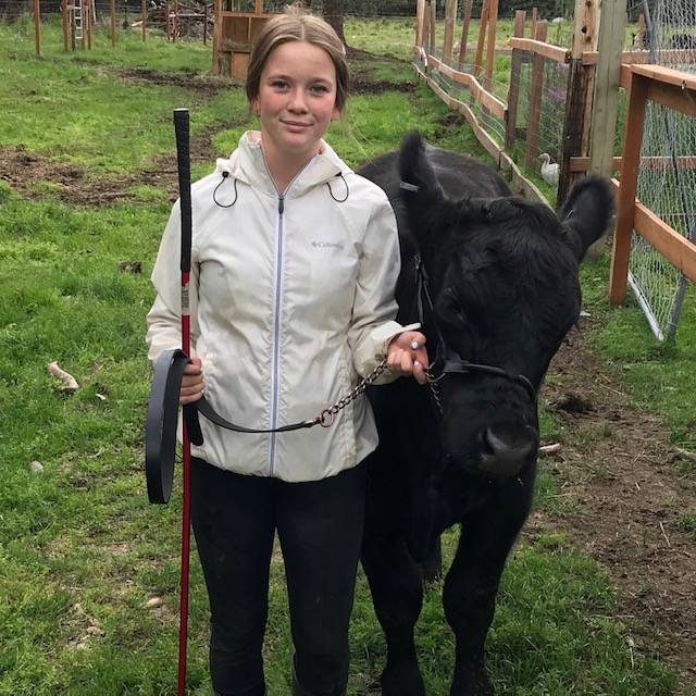 Emily Barto of the Sterling Horse and Livestock 4-H chapter shows off her cow that will be sold at the 2020 Kenai Peninsula 4-H Junior Market Livestock Auction in this undated photo. (Photo courtesy Cassy Rankin)
