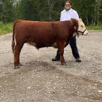 Colton Rankin shows off his steer that will be sold at the 2020 Kenai Peninsula 4-H Junior Market Livestock Auction in this undated photo. (Photo courtesy Cassy Rankin)