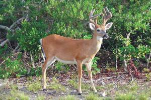 Refuge Notebook: Fire: The Common Denominator