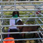 JaLeen Gattenby and her Grand Champion Goat are seen here during the 4-H Junior Market Drive-in Auction at the Soldotna Rodeo Grounds on Aug. 15, 2020. (Photo by Brian Mazurek/Peninsula Clarion)