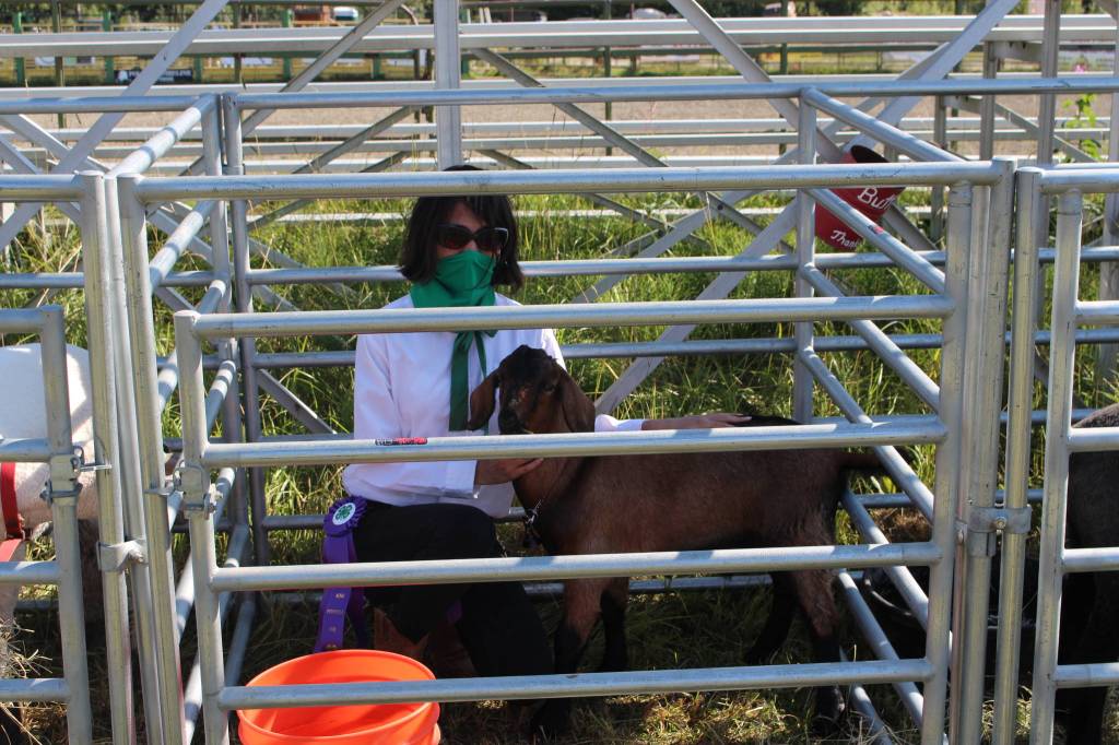 JaLeen Gattenby and her Grand Champion Goat are seen here during the 4-H Junior Market Drive-in Auction at the Soldotna Rodeo Grounds on Aug. 15, 2020. (Photo by Brian Mazurek/Peninsula Clarion)