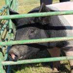 Outlaw the pig is seen here during the 4H Junior Market Drive-in Auction at the Soldotna Rodeo Grounds on Aug. 15, 2020. (Photo by Brian Mazurek/Peninsula Clarion)