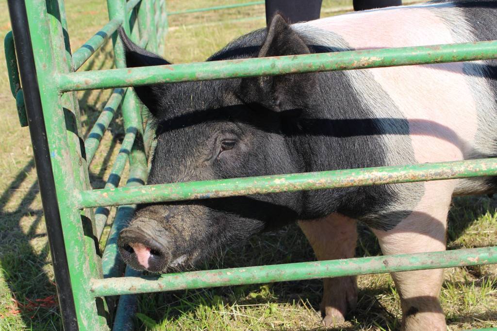 Outlaw the pig is seen here during the 4H Junior Market Drive-in Auction at the Soldotna Rodeo Grounds on Aug. 15, 2020. (Photo by Brian Mazurek/Peninsula Clarion)