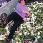 Teri Robl lies in the bed of a pickup truck with peonies destined for the compost pile on Aug. 7, 2020, in Fritz Creek, Alaska. (Photo by Julie Shaw)