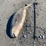 A dead Cook Inlet Beluga calf is seen here on the beach near the Discovery Campground at the Captain Cook State Recreation Area north of Nikiski on Aug. 16, 2020. (Photo by Michael Armstrong/Homer News)
