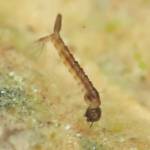 A mosquito larva grazes in a snowmelt pool beside Ski Hill Road on April 26, 2016. (Photo by Matt Bowser/USFWS)