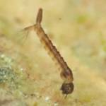 Refuge Notebook: Mosquito serves as unofficial Alaska state bird