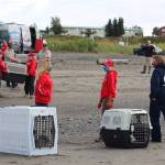 Staff and volunteers with the Alaska SeaLife Center bring five Harbor Seal pups down to the Kenai Beach to release them into the wild on Aug. 27, 2020. (Photo by Brian Mazurek/Peninsula Clarion)