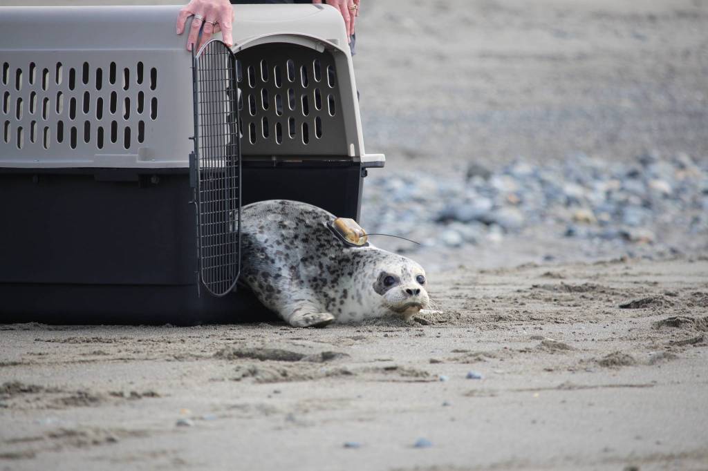 A Habor Seal makes its way towards Cook Inlet after being released by staff from the Alaska SeaLife Center at the Kenai Beach on Aug. 27, 2020. (Photo by Brian Mazurek/Peninsula Clarion)