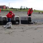 Staff from the Alaska SeaLife Center release five Harbor Seals into Cook Inlet at the Kenai Beach on Aug. 27, 2020. (Photo by Brian Mazurek/Peninsula Clarion)