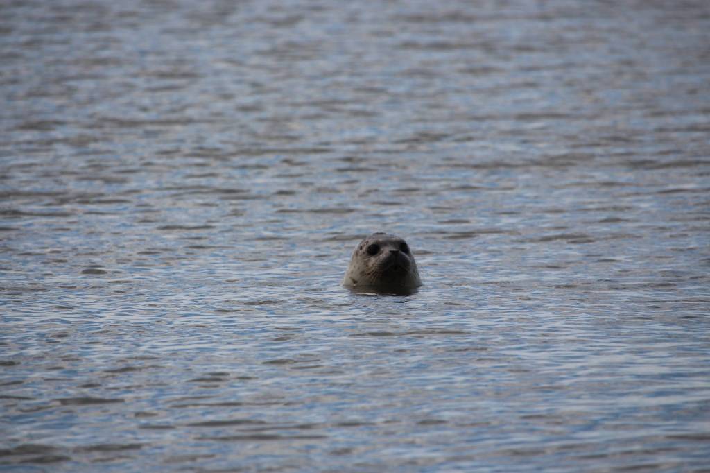 A harbor seal enjoys the waters of Cook Inlet after being released by staff from the Alaska SeaLife Center at the Kenai Beach on Aug. 27, 2020. (Photo by Brian Mazurek/Peninsula Clarion)