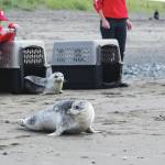 Brian Mazurek / Peninsula Clarion                                Harbor seals make their way into Cook Inlet after being released at Kenai Beach on Thursday.