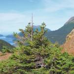From a perch on Lunch Mountain, a hiker enjoys the sunshine and the view of Tutka Bay on the Tutka Backdoor Trail in Kachemak Bay State Park. (Photo by Clark Fair for the Peninsula Clarion)