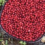 Low-bush cranberries are gathered in Anchorage, Alaska, on Monday, Sept. 7, 2020. (Photo by Victoria Petersen/Peninsula Clarion)
Low-bush cranberries are gathered in Anchorage, Alaska, on Monday, Sept. 7, 2020. (Photo by Victoria Petersen/Peninsula Clarion)