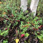 Low-bush cranberries are ready to be picked in Anchorage, Alaska, on Monday, Sept. 7, 2020. (Photo by Victoria Petersen/Peninsula Clarion)