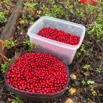 Low-bush cranberries are gathered in Anchorage, Alaska, on Monday, Sept. 7, 2020. (Photo by Victoria Petersen/Peninsula Clarion)