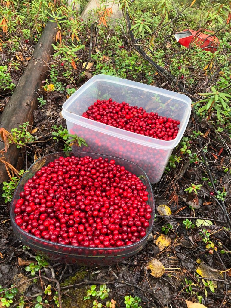 Low-bush cranberries are gathered in Anchorage, Alaska, on Monday, Sept. 7, 2020. (Photo by Victoria Petersen/Peninsula Clarion)