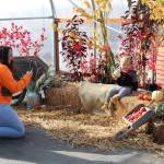 Stefany Malatesta takes a photo of her son Louie Malatesta during the annual apple tasting at OBrien Garden & Trees on Saturday, in Nikiski.