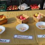 Photos by Brian Mazurek/Peninsula Clarion                                 Some of the apple varieties available at OBrien Garden & Trees are seen here during the annual apple tasting event in Nikiski, Alaska on Sept. 19, 2020.