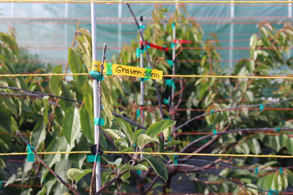 Gravenstein, one of the apple varieties grown at OBrien Garden & Trees, is seen here during the annual apple tasting in Nikiski, Alaska on Sept. 19, 2020.
