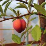 A plum/apricot hybrid, also known as a pluot, is seen here at OBrien Garden & Trees during the annual apple tasting in Nikiski, Alaska on Sept. 19, 2020. (Photo by Brian Mazurek/Peninsula Clarion)