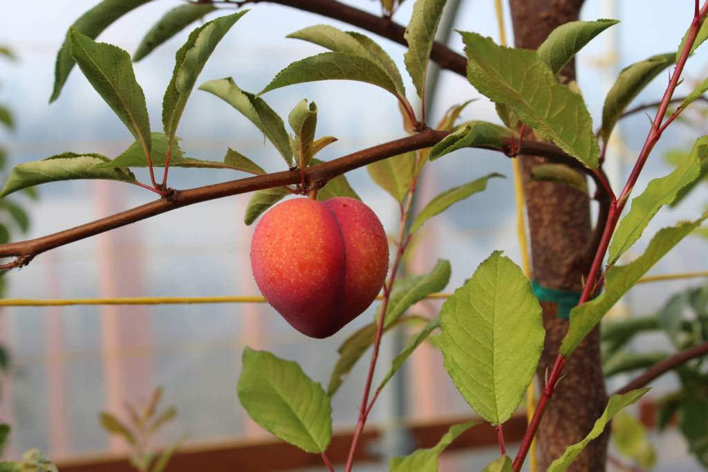 A plum/apricot hybrid, also known as a pluot, is seen here at OBrien Garden & Trees during the annual apple tasting in Nikiski, Alaska on Sept. 19, 2020. (Photo by Brian Mazurek/Peninsula Clarion)