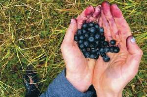 A photo of the authors hands during a drier October full of blueberry picking. (Photo provided by Kat Sorensen)