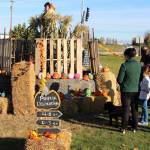 Photo by Brian Mazurek/Peninsula Clarion Some of the pumpkins submitted to the pumpkin decorating contest are seen here during the fifth annual Kenai Fall Pumpkin Festival in Kenai on Saturday.