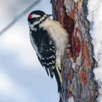 A long, white strip of soft, white feathers running down the back gives the downy woodpecker its name. (Photo by Colin Canterbury/USFWS)