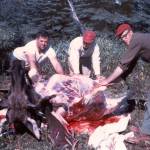 Homesteading neighbors (L-R) Dan France, Calvin Fair and Dave Thomas butcher a bull in 1962. courtesy of the Fair Family Collection.