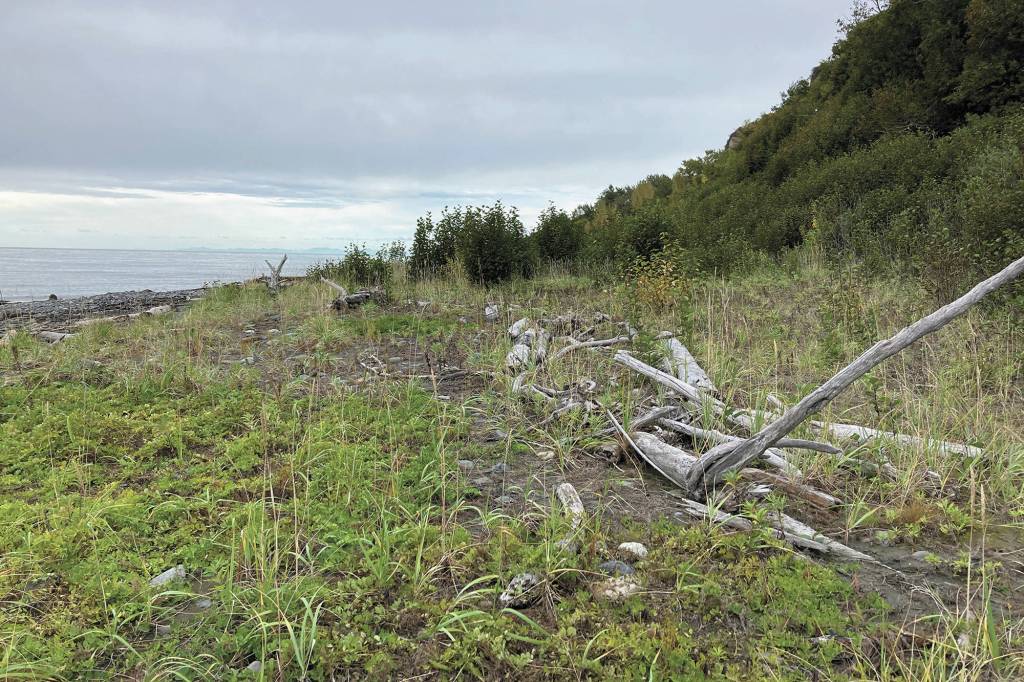 A section of the Diamond Creek beach has built up, with plants growing where 10 years ago there had been bare mud, as seen here on Sunday, Oct. 4, 2020, near Homer, Alaska. (Photo by Michael Armstrong/Homer News)