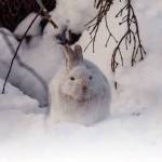 A snowshoe hare in its white winter coat. (Photo by Colin Canterbury/Kenai National Wildlife Refuge)