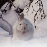 A snowshoe hare in its white winter coat. (Photo by Colin Canterbury/Kenai National Wildlife Refuge)