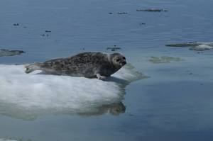 An Arctic Ringed Seal, which is listed as a threatened subspecies of ringed seal under the Endangered Species Act. (Courtesy National Oceanic and Atmospheric Administration)