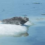 National Oceanic and Atmospheric Administration
An Arctic ringed seal, which is listed as a threatened subspecies of ringed seal under the Endangered Species Act.