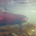 Silver salmon swim in Sucker Creek on Sept. 18, 2020. Surface streams on the Kenai Peninsula and fish in them have far less arsenic in them than in some well water in the area. (Photo by Matt Bowser/Kenai National Wildlife Refuge)
