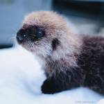 Alaska SeaLife Center
A sea otter pup rescued in Homer is being cared for at the Alaska SeaLife Center in Seward.