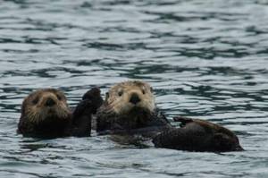 (Courtesy Photo / Randall Davis, Alaska Department of Fish & Game)