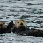 (Courtesy Photo / Randall Davis, Alaska Department of Fish & Game)