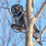 A Northern Hawk Owl clutching a red-backed vole near Watson Lake on Nov. 30, 2020. (Photo by Colin Canterbury/USFWS)