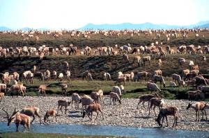 In this undated file photo provided by the U.S. Fish and Wildlife Service, caribou from the Porcupine caribou herd migrate onto the coastal plain of the Arctic National Wildlife Refuge in northeast Alaska. The U.S. government held its first-ever oil and gas lease sale Wednesday, Jan. 6, 2021 for Alaskas Arctic National Wildlife Refuge, an event critics labeled as a bust with major oil companies staying on the sidelines and a state corporation emerging as the main bidder. (U.S. Fish and Wildlife Service via AP, File)