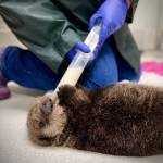 Photo courtesy Alaska SeaLife Center
Juniper, a female sea otter pup, is seen here being fed at the Alaska SeaLife Center in Seward in this undated photo.