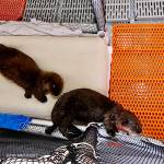 Sea otter pups Juniper (left) and Pushki meet each other for the first time at the Alaska SeaLife Center in Seward, Alaska. (Photo courtesy Alaska SeaLife Center)
