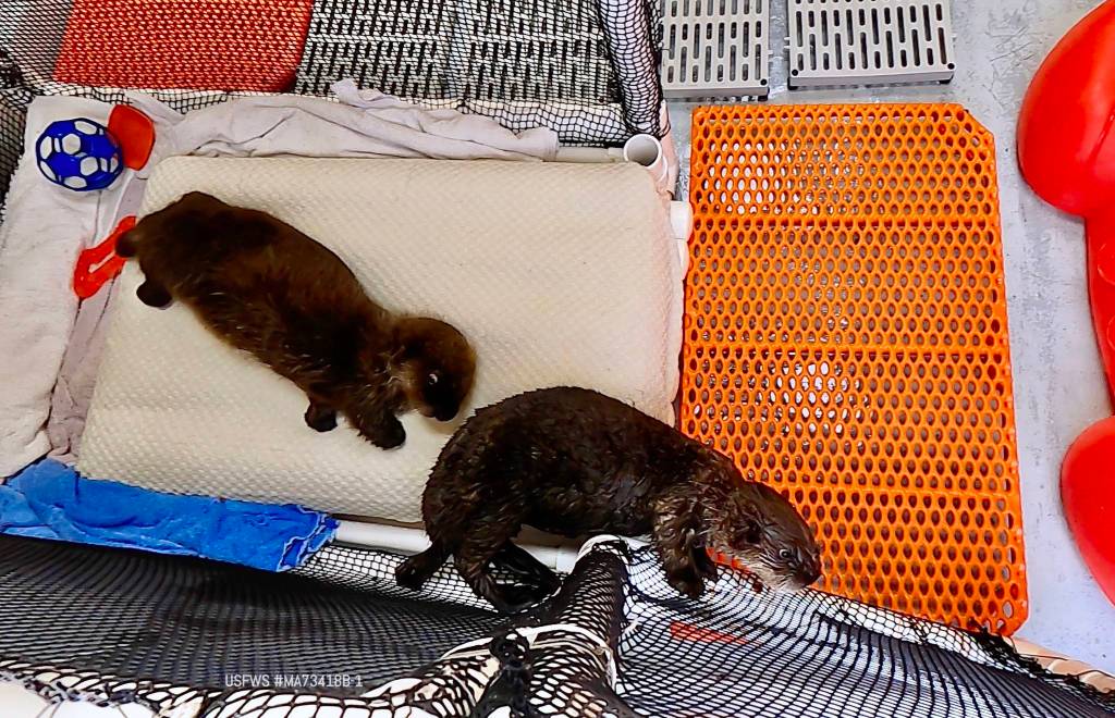 Sea otter pups Juniper (left) and Pushki meet each other for the first time at the Alaska SeaLife Center in Seward, Alaska. (Photo courtesy Alaska SeaLife Center)