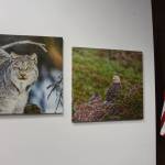 Photographs on canvas by Mary Frische and Tom Collopy are on display at the Kenai Visitor and Cultural Center on Jan. 12, 2021. (Photo by Brian Mazurek/Peninsula Clarion)
