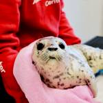 A staff member at the Alaska SeaLife Center cares for a spotted seal in this undated photo. (Courtesy Alaska SeaLife Center)
