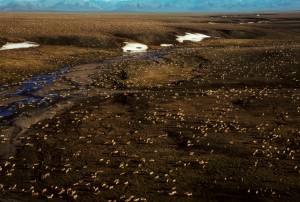 This undated aerial file photo provided by U.S. Fish and Wildlife Service shows a herd of caribou on the Arctic National Wildlife Refuge in northeast Alaska. President Joe Biden on Wednesday, Jan. 20, 2021, signaled plans to place a temporary moratorium on oil and gas lease activities in Alaskas Arctic National Wildlife Refuge after the Trump administration issued leases in a remote, rugged area considered sacred by the Indigenous Gwichin. (U.S. Fish and Wildlife Service via AP, File)